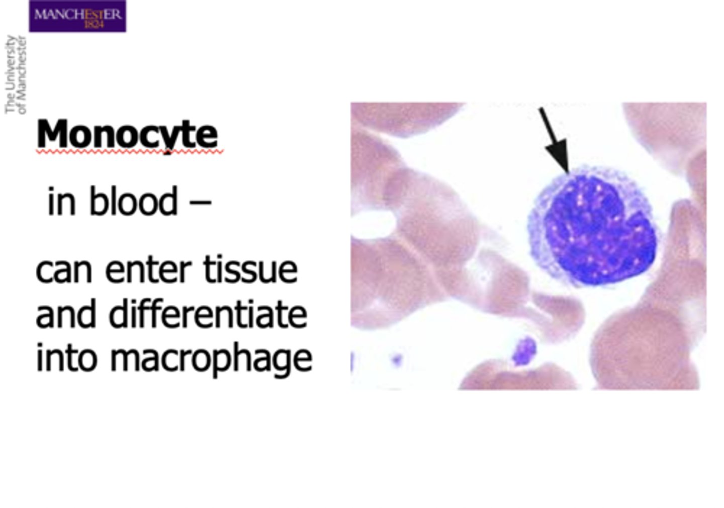 <p>Monocytes differentiate into macrophages.</p>