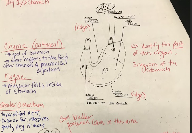 <p>The stomach is divided into three main regions: pyloric, cardiac, and fundic. The pyloric region contains the pyloric sphincter, regulating the passage of partially digested food to the small intestine. The cardiac region contains the cardiac sphincter, preventing the backflow of stomach contents into the esophagus. The fundic region is responsible for storing and mixing food with gastric secretions.</p>