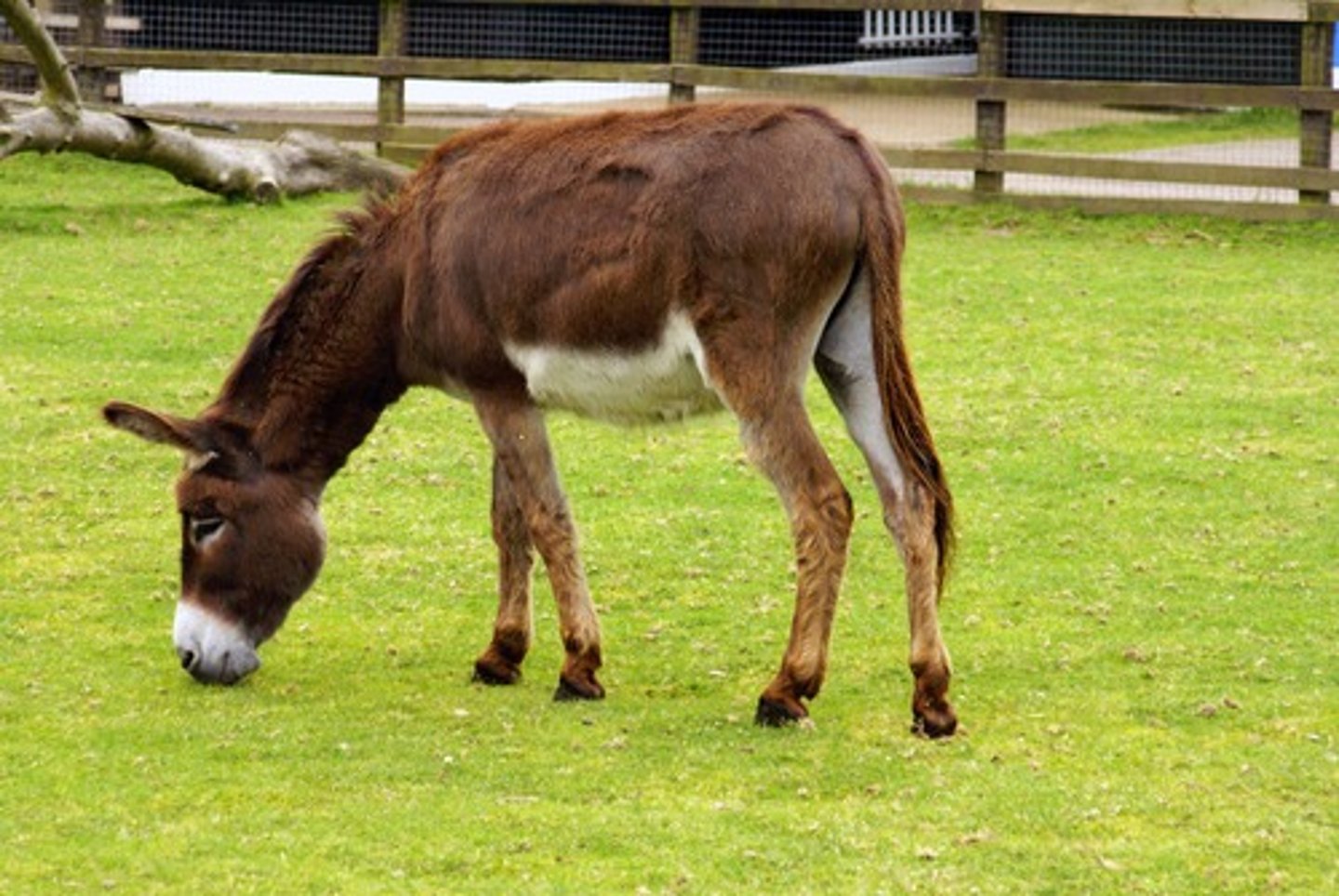 <p>Donkey</p>