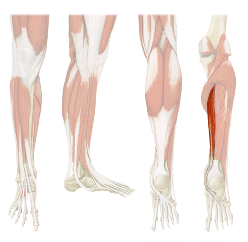 <p>flexor digitorum longus</p>