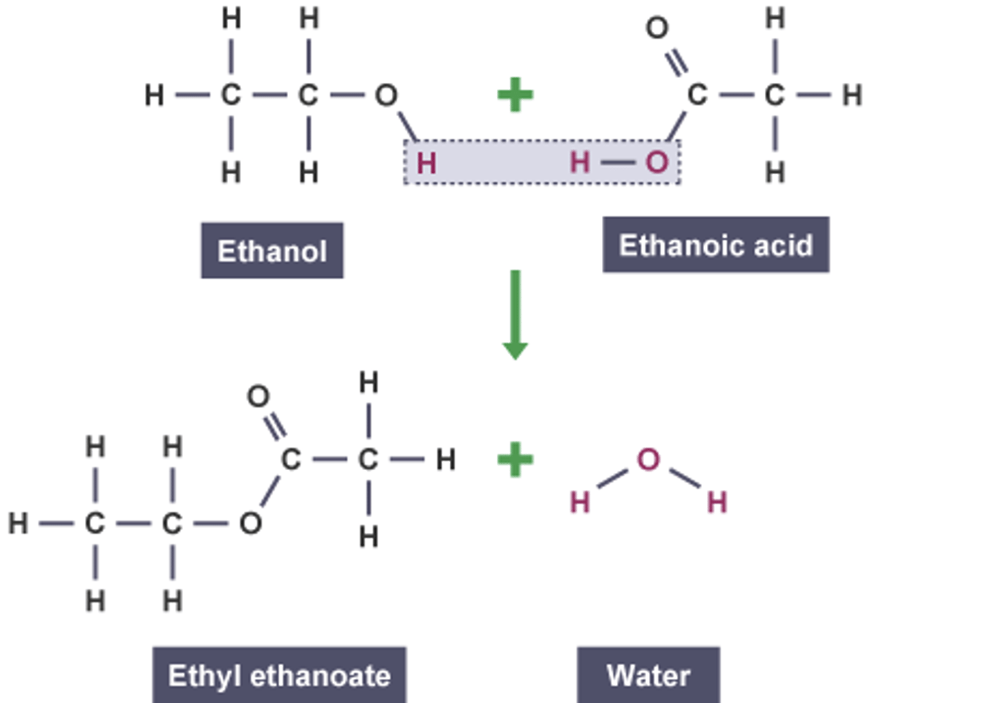 <p>★ -H from the alcohol, -OH from the carboxylic acid to form water</p><p>★ the reaction is reversible</p>