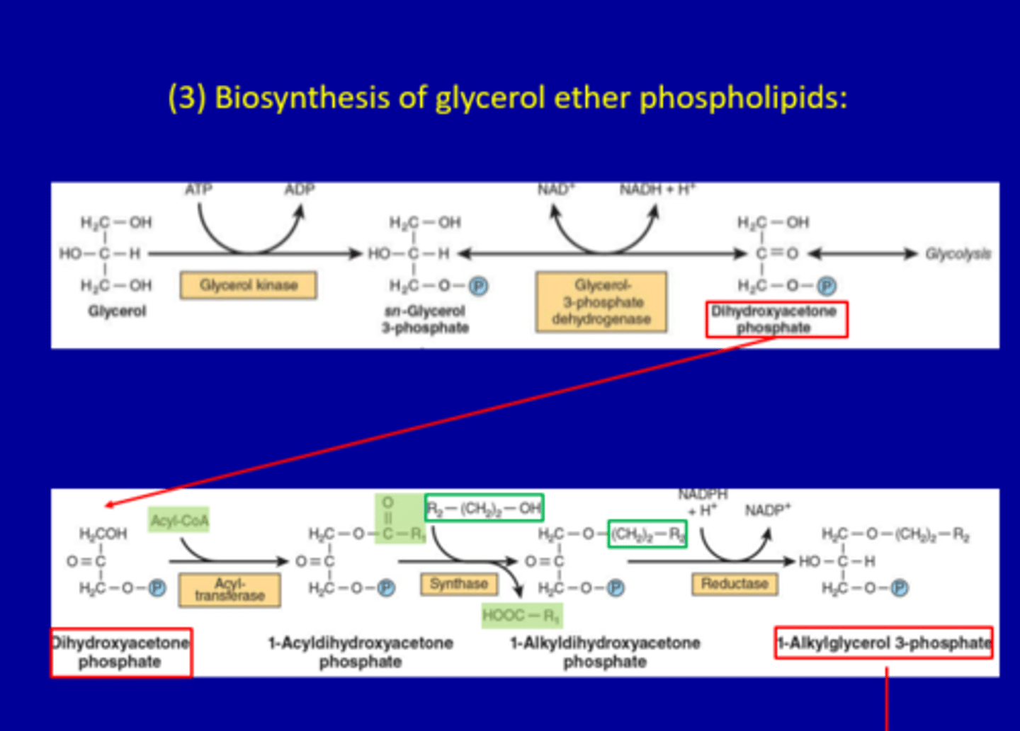 <p>Section 1: Formation of Dihydroxyacetone Phosphate</p><p>Step 1: Glycerol → sn-Glycerol 3-phosphate</p><p>Enzyme: Glycerol kinase</p><p>Reaction:Glycerol + ATP → sn-Glycerol 3-phosphate + ADP</p><p>Step 2: sn-Glycerol 3-phosphate → Dihydroxyacetone phosphate</p><p>Enzyme: Glycerol-3-phosphate dehydrogenase</p><p>Reaction:NAD⁺ → NADH + H⁺</p><p>Section 2: Ether Lipid Pathway</p><p>Step 3: Dihydroxyacetone phosphate → 1-Acyldihydroxyacetone phosphate</p><p>Enzyme: Acyltransferase</p><p>Step 4: 1-Acyldihydroxyacetone phosphate → 1-Alkyldihydroxyacetone phosphate</p><p>Enzyme: Synthase</p><p>Step 5: 1-Alkyldihydroxyacetone phosphate → 1-Alkylglycerol 3-phosphate</p><p>Enzyme: Reductase</p><p>Cofactor: NADPH → NADP⁺</p>