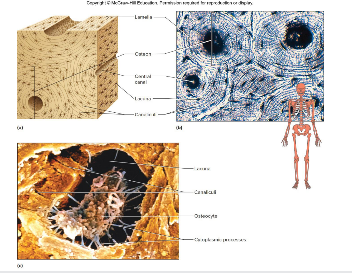 <p>Which tissue is this</p>