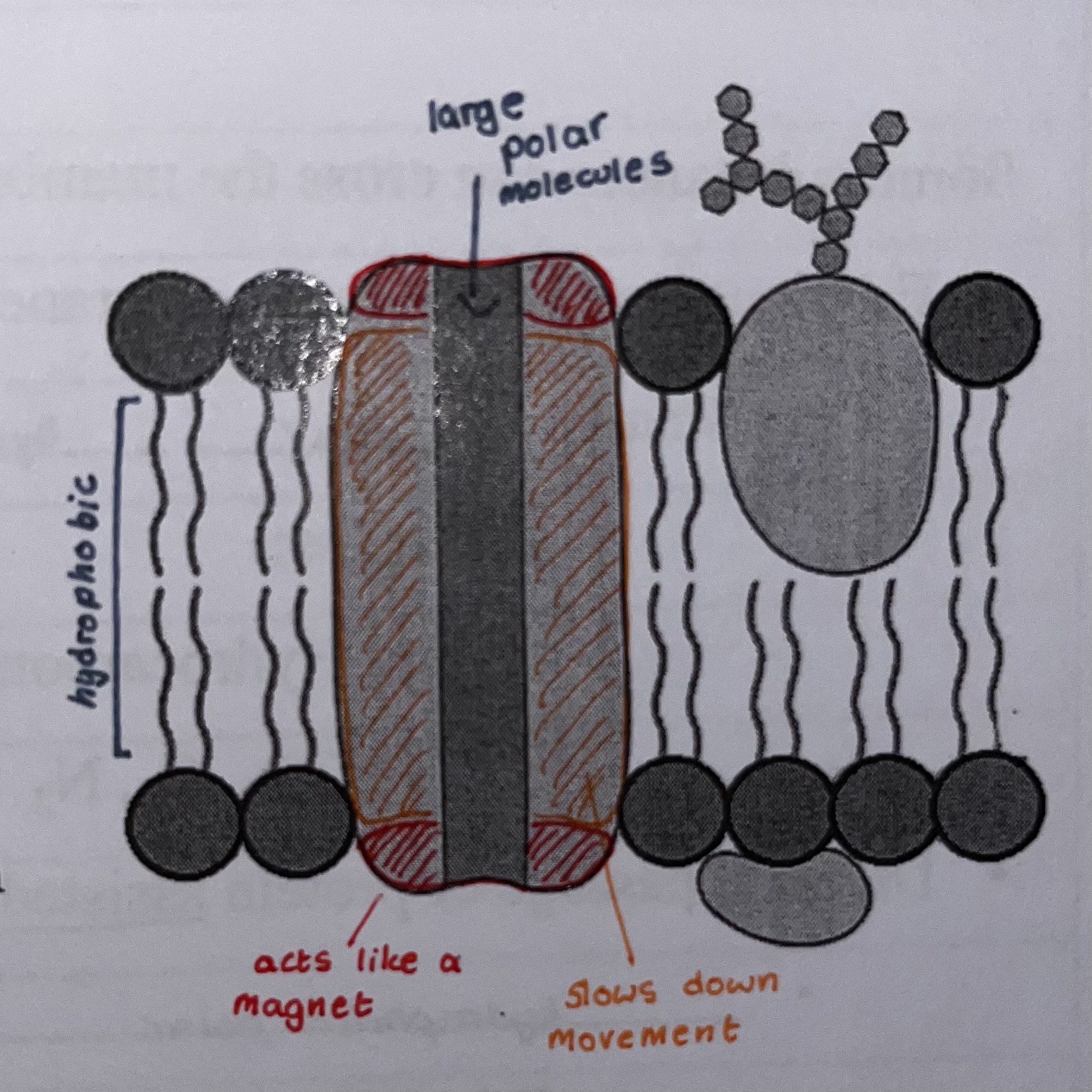 <p>Integral proteins</p>