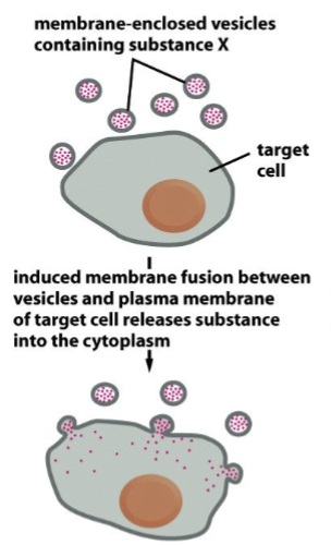 <p>membrane-enclosed vesicles containing substance X move towards target cells; induced membrane fusion between vesicles and plasma membrane of target cell releases substance into the cytoplasm</p>