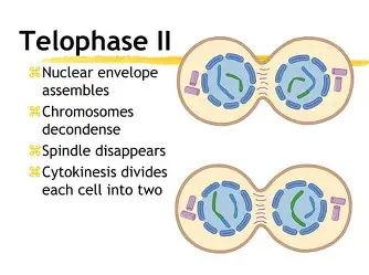 <p>Nuclear envelope is back</p>