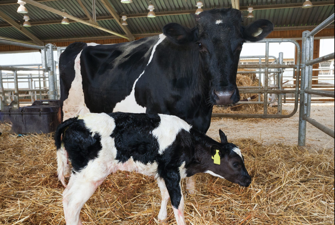 <p>by <strong>crossing female cows with the highest milk yield together with male bulls</strong> (often through<strong> artificial insemination</strong>) -<strong> little consideration’s given here to other aspects of their health</strong></p>