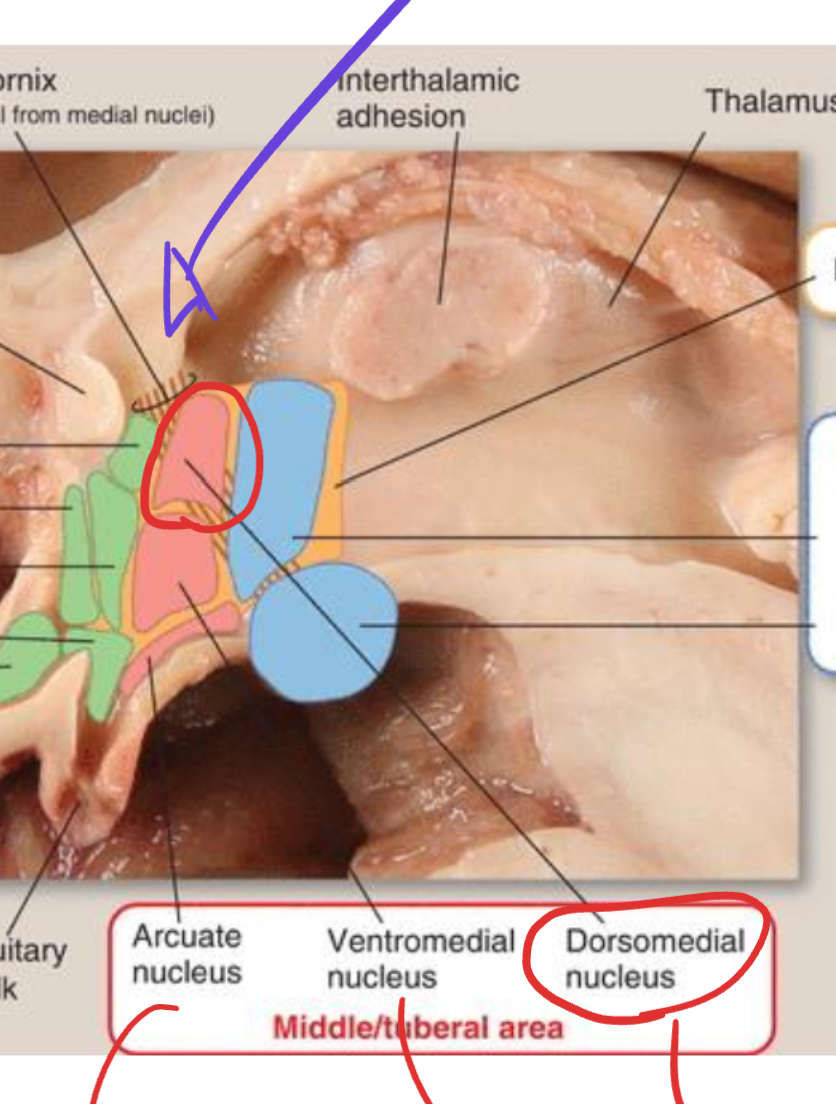 <p>Dorsomedial nucleus</p>