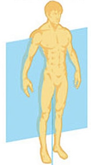 <p>Front and back portions</p>