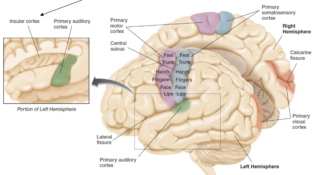 <ul><li><p>Primary cortical area in <strong>lateral fissure</strong></p></li><li><p>Area where gustatory info enters <strong>cerebrum</strong></p></li></ul><p></p>