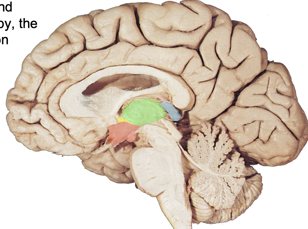 <p>where is the subthalamus?</p>