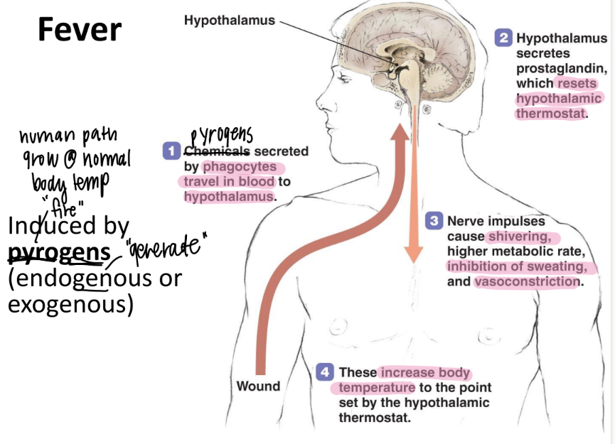 <p>pyrogens!! </p><p>(exogenous OR endogenous) </p>