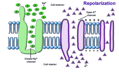 <p>positive inside causes<strong> Na<sup>+</sup> channels</strong> to <strong>close</strong>, stopping Na<sup>+</sup> inflow</p><p><strong>K<sup>+</sup> channels open</strong> → K<sup>+</sup> diffuse out, charge <strong>outside </strong>cells becomes <strong>positive </strong>again</p><p><strong>restoring </strong>original polarity (<strong>repolarization</strong>)</p>
