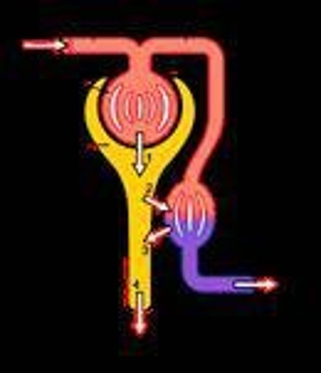 <p>Each kidney contains approximately one million working units called nephrons.</p>