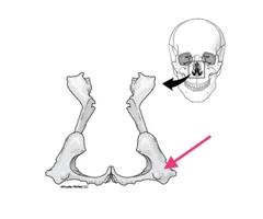 <p>Anterior View</p>