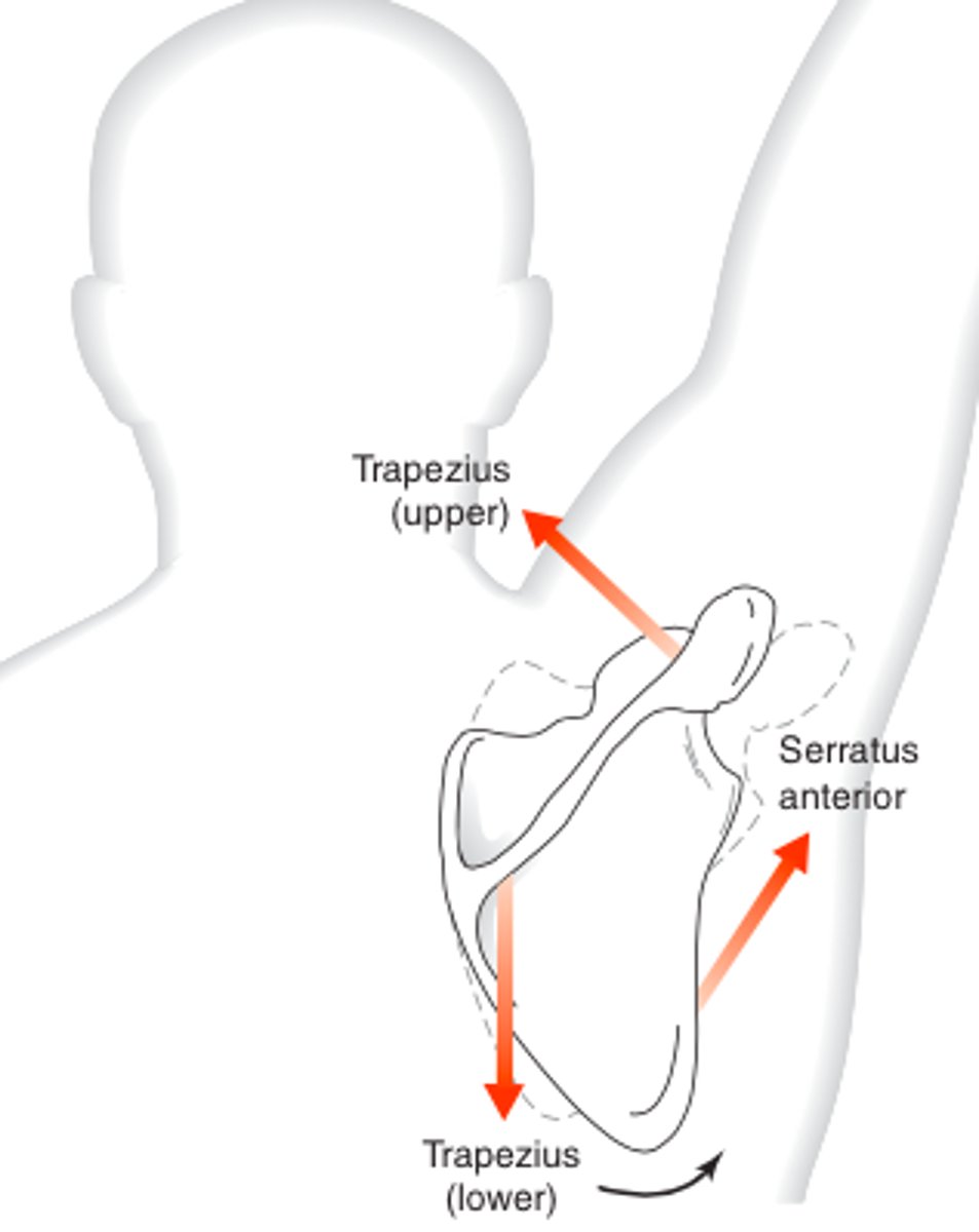 <p>-2 or more forces involved</p><p>-acting with equal magnitude but opposite direction, creates rotary effect</p><p>-creates a moment: tendency of a force to cause rotation around an axis</p>
