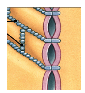 <ul><li><p><span>Located near the apical side of the cells</span></p></li><li><p><span>Adjacent cell membranes bound together by interlocking proteins</span></p></li><li><p><span>Prevents passage of water and solutes between cells</span></p><p><span>e.g. in digestive tract prevent digestive fluids passing between epithelial cells</span></p></li></ul>