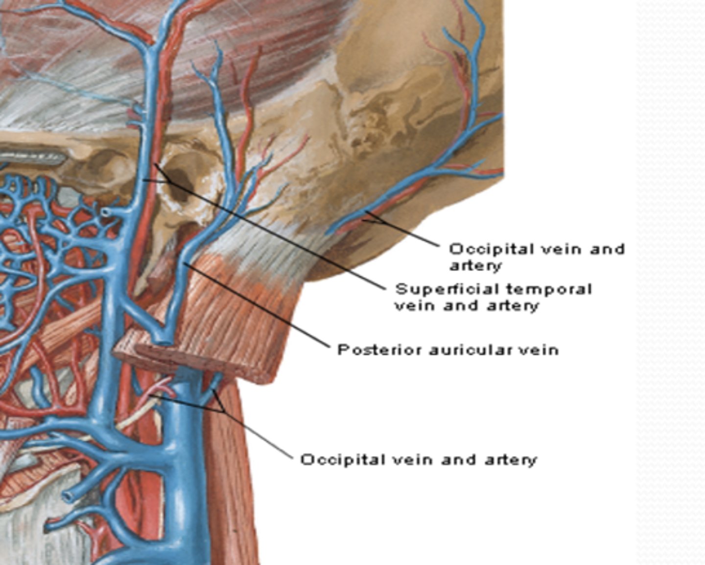 <p>What vein drains the scalp posterior to auricles?</p>