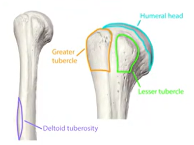 <p>small, rounded, smooth or slightly rough projection. site for tendon or ligament attachment</p>