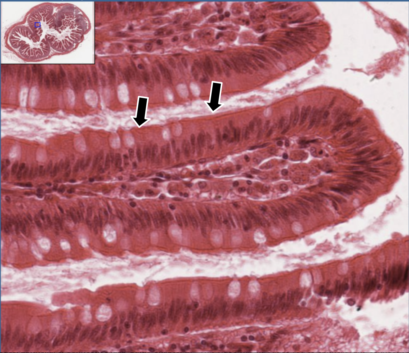 knowt flashcard image