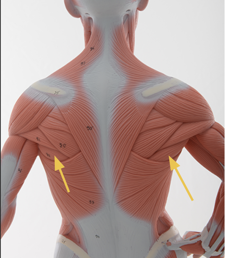 <p>teres major m. </p><p>O: inferior angle of scapula</p><p>I: intertubecular groove/sulcus of humerus</p><p>A: shoulder extension and medial rotation</p><p>Inn: subscapular n.</p>