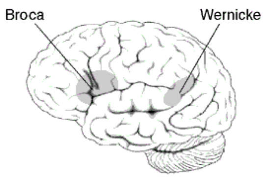 <p><strong><span>Broca’s area </span></strong><span>is responsible for converting thought into </span><strong><span style="color: rgb(192, 0, 0)">fluent speech</span></strong><span>.</span></p><p><strong><span>Wernicke’s area </span></strong><span>is responsible for language </span><strong><span style="color: rgb(192, 0, 0)">comprehension</span></strong><span> and producing language which </span><strong><span style="color: rgb(192, 0, 0)">makes sense</span></strong><span>.</span></p>