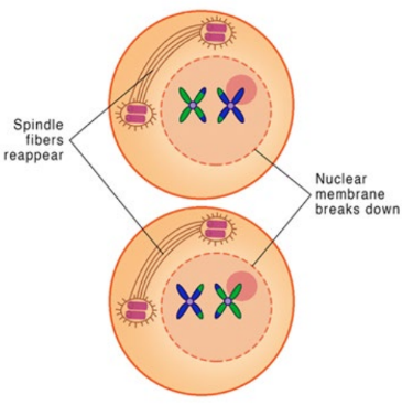 <ul><li><p>DNA does not replicate</p></li><li><p>New spindles form in both daughter cells</p></li></ul>