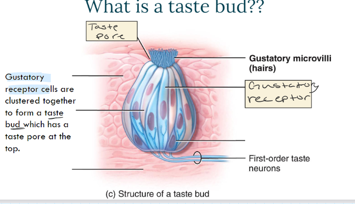 <p>Taste pore, gustatory microvilli, gustatory receptors (form taste bud…)</p>