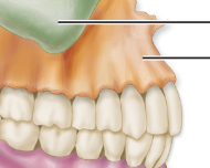 <p>form upper jaw and portion of the eye socket; hard palates and floor of nose</p>