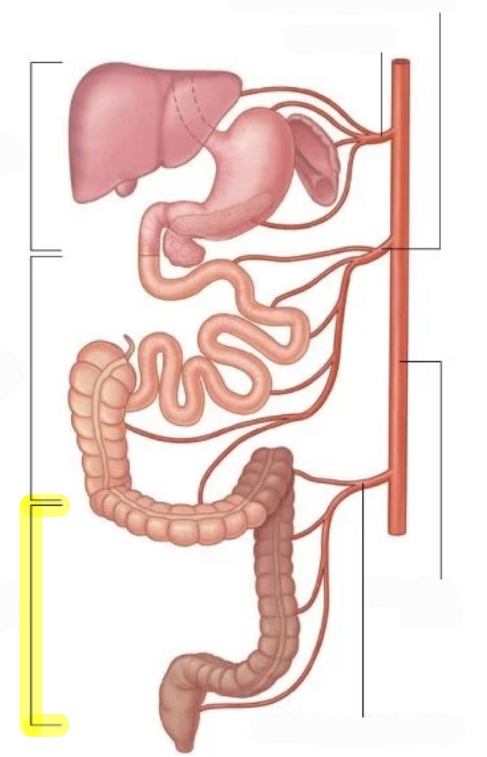 <p>what major arteries supply this structure?<br>(highlighted: hindgut)</p>