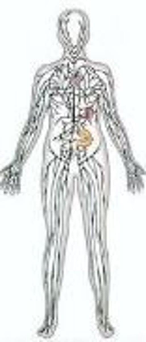 <p>lymph nodes, lymph vessels, thymus, white blood cells</p>