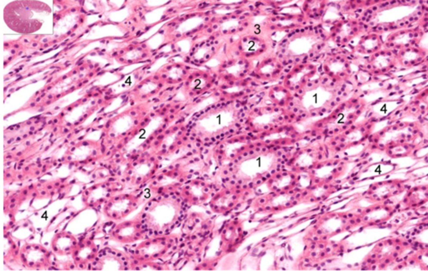 <p>Identify the structure of the medulla at 1</p>