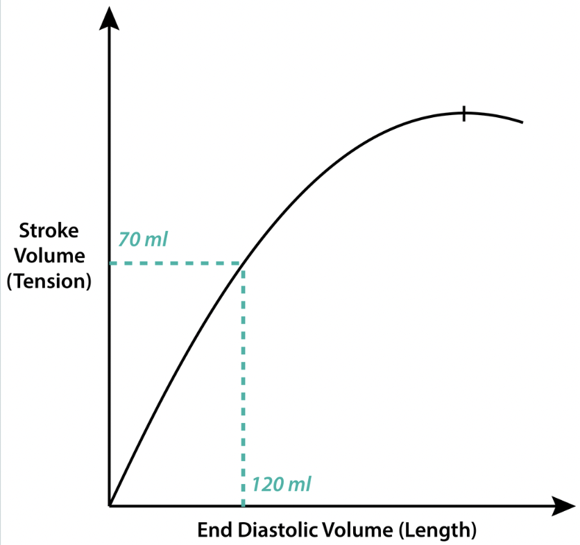 <ul><li><p>the amount of sarcomere stretch experienced by cardiomyocytes, at the end of ventricular filling during diastole</p><ul><li><p>i.e. the stretch that the blood places on the walls of the ventricles when it’s <strong>maximally filled (EDV)</strong></p></li></ul></li><li><p><u>Frank-Starling law:</u> the more you stretch the heart, the greater the reflexive contraction of the heart will be, and the more blood that will be ejected (until plateau)</p></li><li><p>directly related to <u>venous return</u></p></li></ul><p></p>