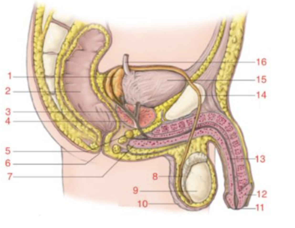 <p>lis the name and function of #1</p>