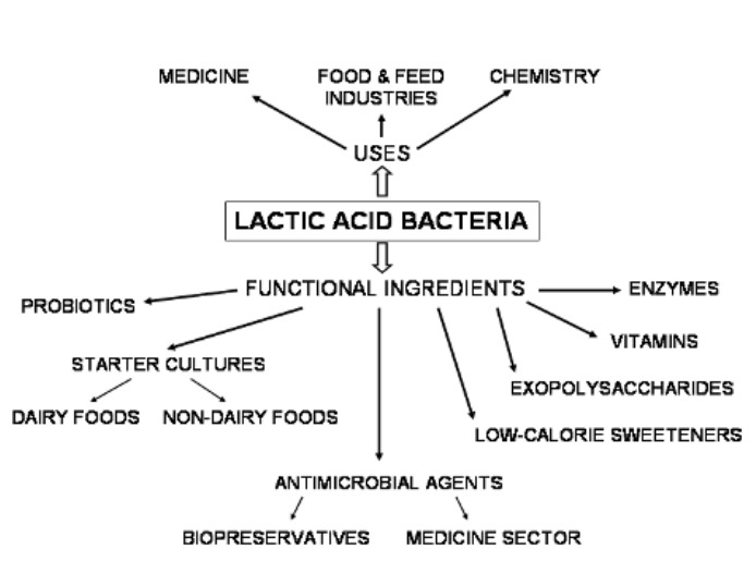 <p>Production of Enzymes, Vaccines,  \n Hormones, Vitamins</p>