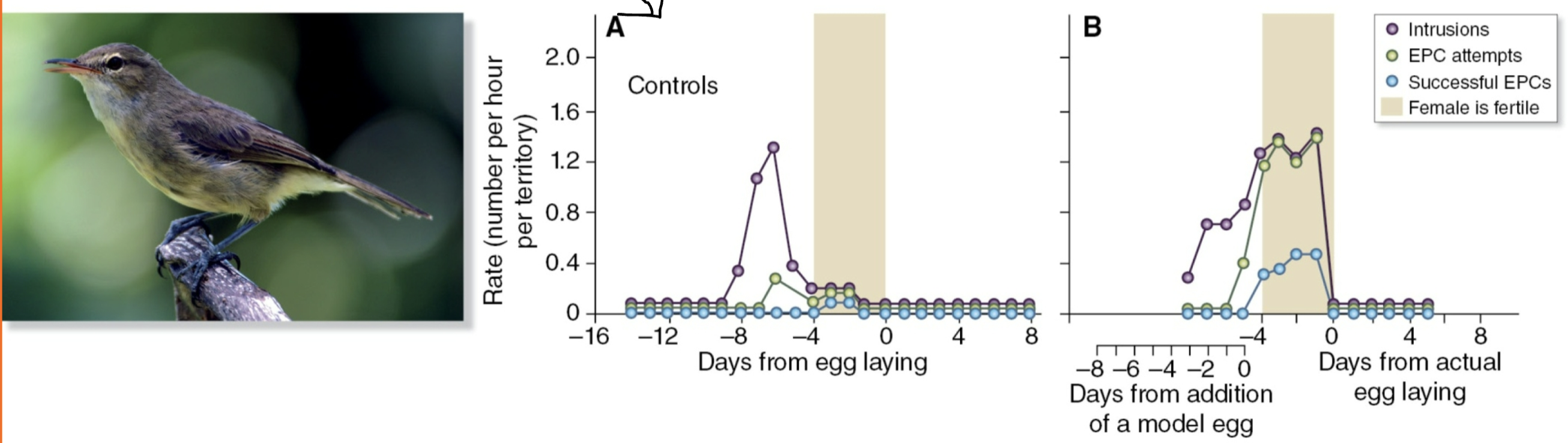 <p>Preventing other males from mating with females will increase male’s reproductive success because 90% of socially monogamous females mate with multiple males (Why are some males monogamous?).</p>