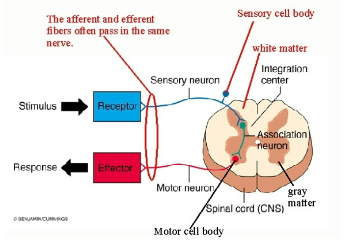 A Reflex Arc Shows How Neuron Types Work Together