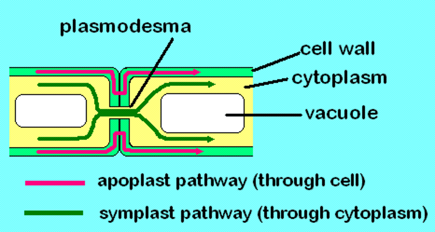 <p>o Apoplastic: between cells</p><p>o Symplastic: through cells</p>