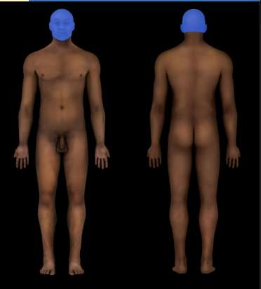 Cephalic Region