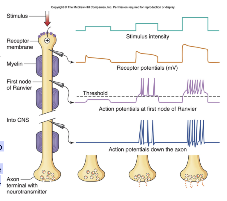 <p>how do generator potentials get converted into action potential/</p>