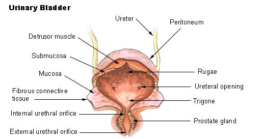 its the muscle that wraps around the whole bladder
- when it contracts the bladder is squeezed and urine comes out