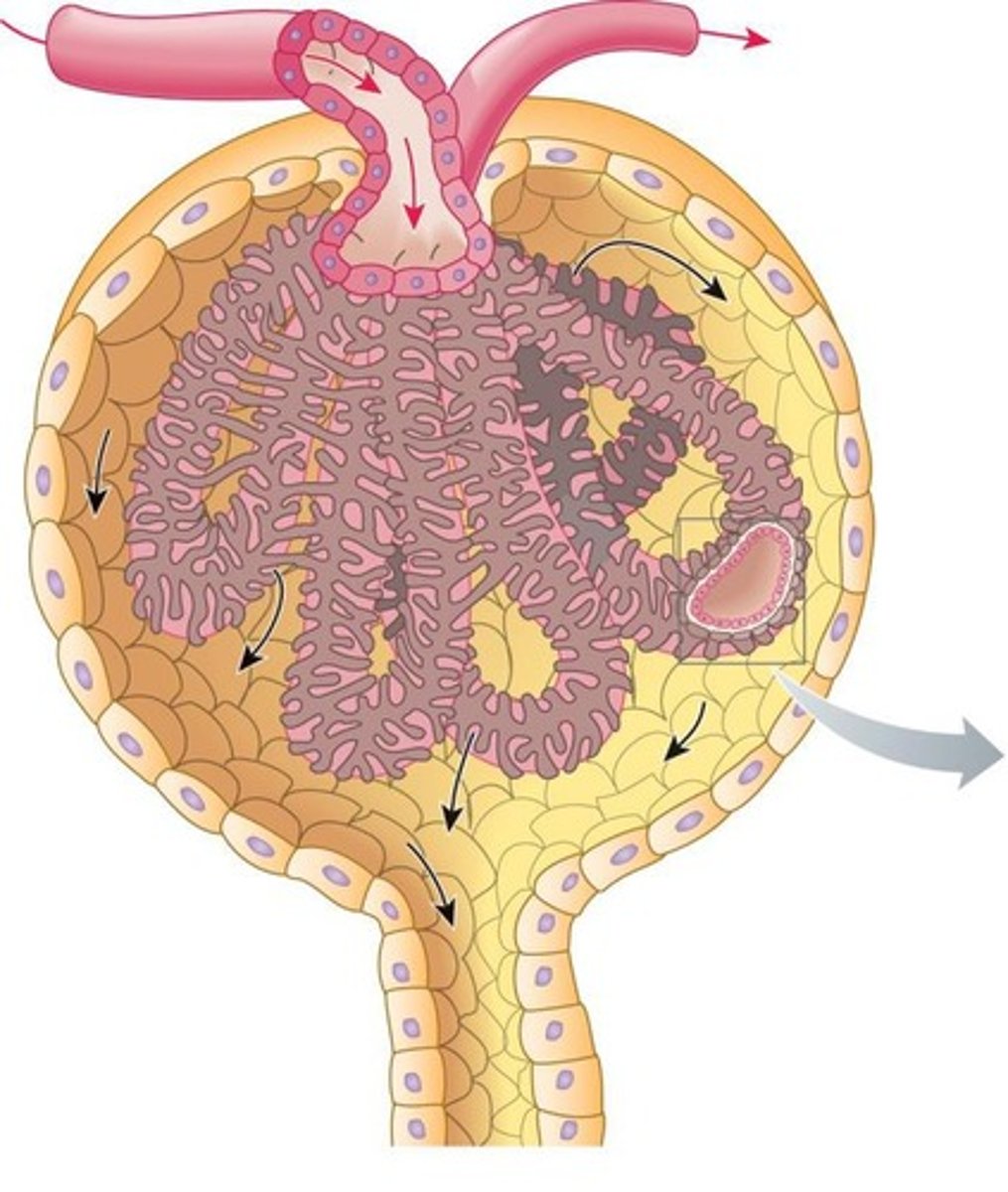 <p>1. Glomerular capillary wall (fenestrated endothelial cells), 2. Basement membrane (collagen and glycoproteins), 3. Inner layer of Bowman's capsule (podocytes).</p>