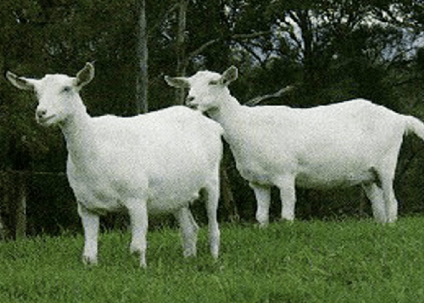 <p>a.White bodies, erect ears and dished faces</p><p>b.Highest milk production</p>