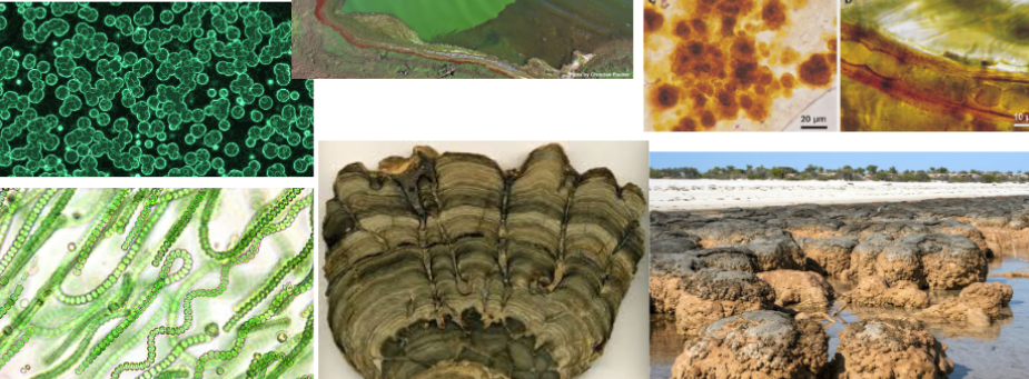 <p>a layered structure formed by the activity of microbial mats, primarily cyanobacteria, known to be some of the oldest evidence of life on Earth. </p>