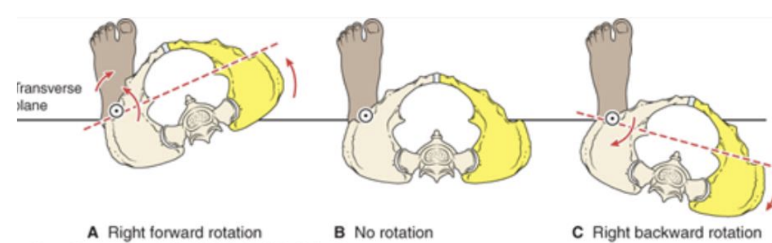 <p>forward pelvic rotation: </p><p>reference side is side opposite to the rotating hip joint </p><p>right forward rotation: left stance leg, right pelvis translates anteriorly</p><p>weight bearing hip goes into internal rotation </p><p></p><p>backward pelvic rotation: </p><p>reference side is side opposite to the rotating hip joint</p><p>right backward rotation: left stance leg, right pelvis translates posteriorly </p><p>weight being hip goes into external rotation </p>