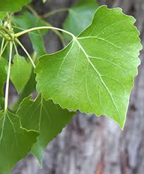 <p>Riparian, looks like aspen flatter bottom, more triangular, more serrated edges leaves having fewer, larger serrations on the leaf edge</p>