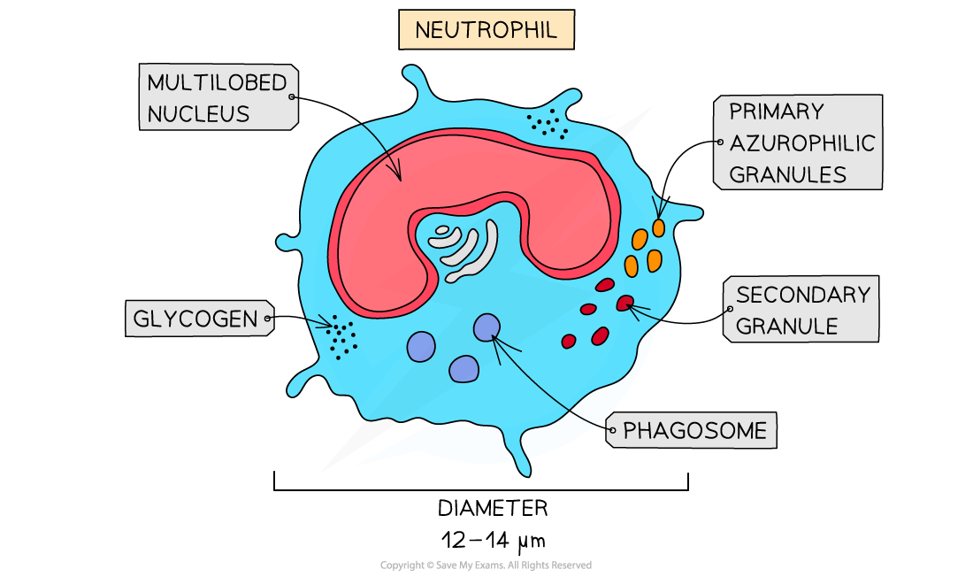 <p>Function:</p><ul><li><p>Destroy pathogens by phagocytosis and the secretion of enzymes</p></li></ul><p>Location:</p><ul><li><p>Produced in Bone marrow</p></li><li><p>Circulate in bloodstream</p></li></ul><p>Adaptations:</p><ul><li><p>Multi lobed nucleus - makes it easier to squeeze through small gaps and get to the site of infection</p></li><li><p>Flexible shape allows them to squeeze through cell junctions in the capillary wall</p><ul><li><p>Also allows for pseudopodia: cytoplasmic projections that engulf microorganisms</p></li></ul></li><li><p>Granular cytoplasm contains many lysosomes that contain enzyme used to attack pathogens</p></li></ul><p></p>