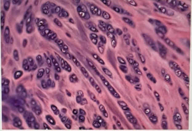 <p>What tissue is this?</p>