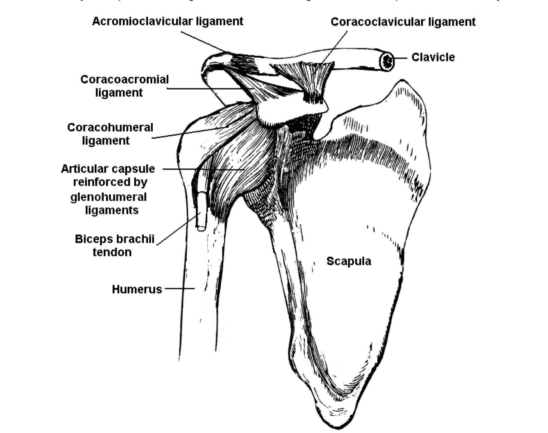 <p>shoulder joint</p>