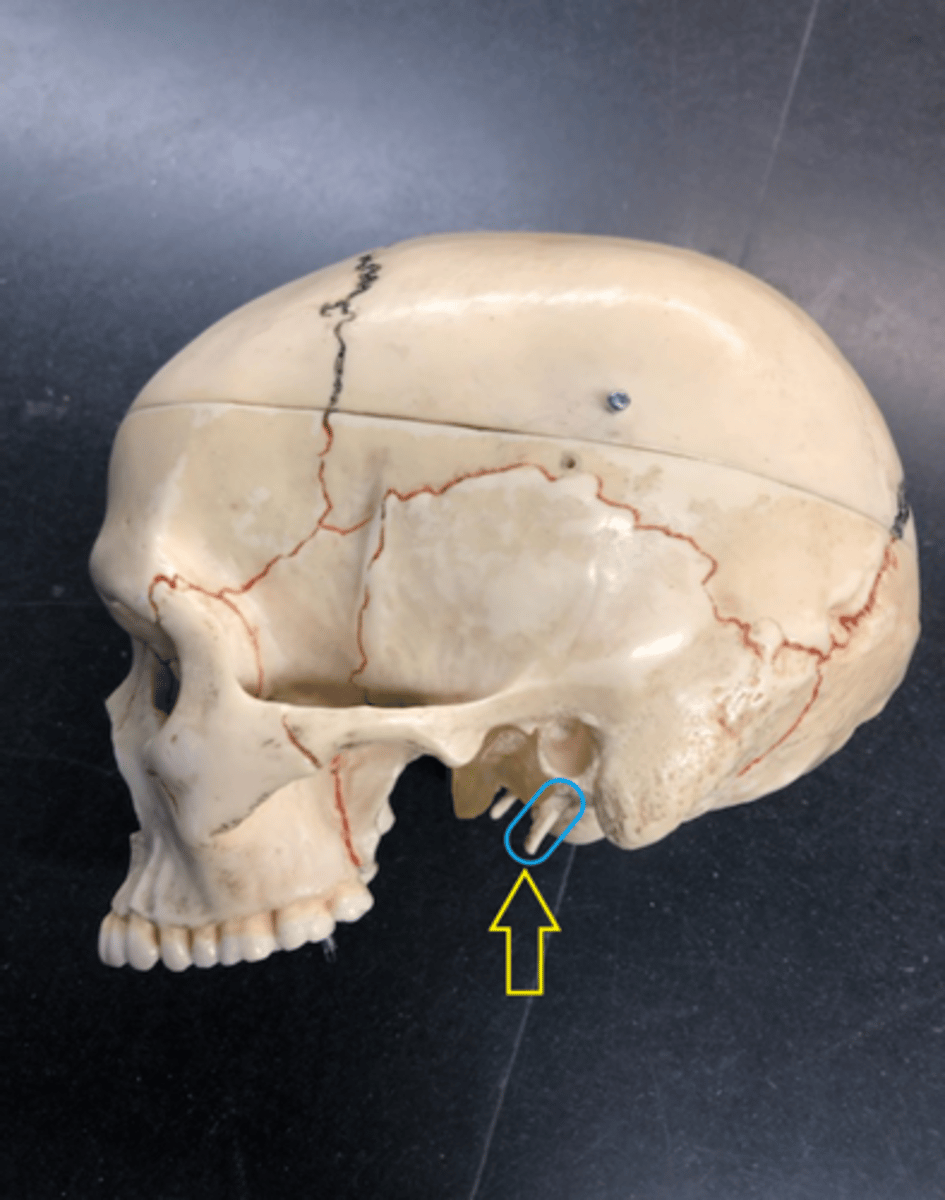 <p>Stiletto like coming from mastoid process; point</p>